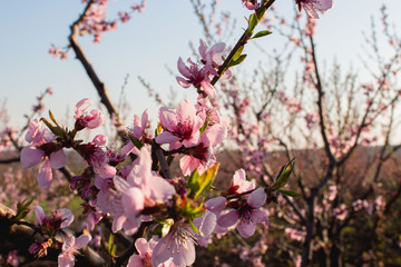 blooming tree in the garden