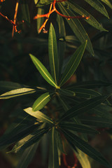 Close up of oleander leaves on a background of greenery. Soft focus on photo and author processing.