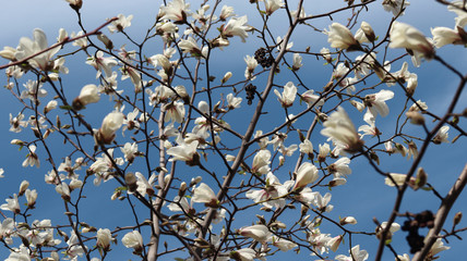 wonderful cherry blossom in spring