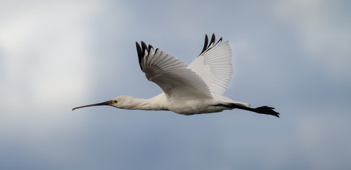 Close up of a Eurasian Spoonbill, Platalea leucorodia, flying with wings outstretched against a cloudy sky. Taken at Keyhaven, Lymington UK