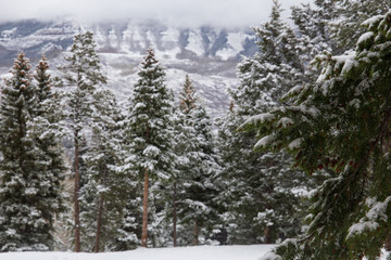 snow covered trees