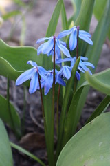 Obraz premium Blue Scylla flowers in the garden. The first spring flowers.