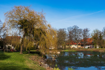 Fototapeta na wymiar spring landscape with river and willow tree in germany