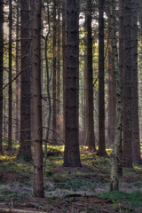 Fototapeta premium Sunlight in a dark pine forest after sunrise