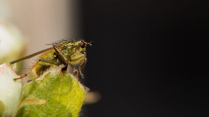 Fliege auf Blatt
