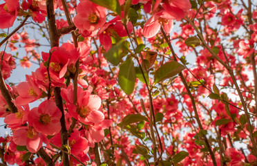 Rose bushes bursting in bloom along the deserted streets of the capital city. 
