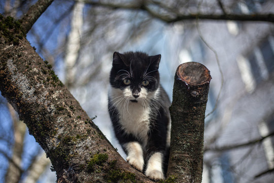 The cat is sitting on a tree.
