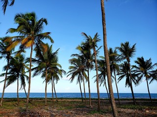 coqueiros, palmeira, natureza, caminho, praia, paraíso, férias