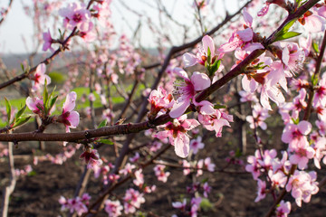 blooming tree in the garden