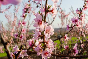 blooming tree in the garden