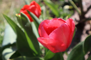 Fototapeta premium Red tulip flowers in the garden.