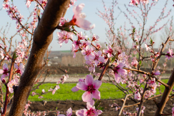 blooming tree in the garden
