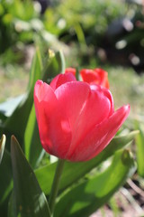 Red tulip flowers in the garden.