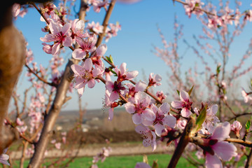blooming tree in the garden