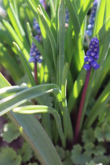 Obraz premium Muscari blue flowers in the garden. The first spring flowers.