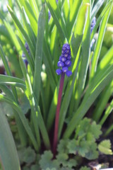 Muscari blue flowers in the garden. The first spring flowers.