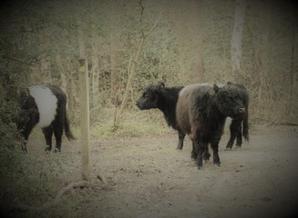 Belted Galloway cows at Marley Common England
