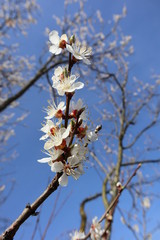 Flowering apricot tree in the garden. Spring natural background.