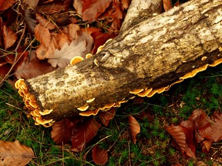 grzyby na pniu © a76b9b77
