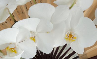 Decorative background with orchid