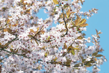 Cherry blooming branches