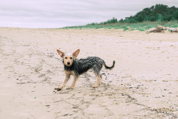 Fototapeta na wymiar Dog plays on the beach by the sea