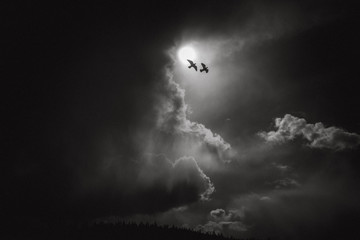 flying birds on the sky