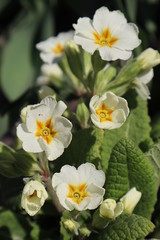 Naklejka na ściany i meble White primrose flowers (Primula vulgaris) in the garden