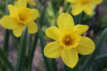 Yellow daffodil flowers in the garden. The first spring flowers.
