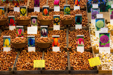 Fototapeta na wymiar Flower bulbs at Amsterdam flower market.