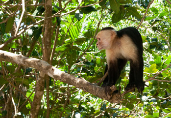 Capuchin monkey in wild