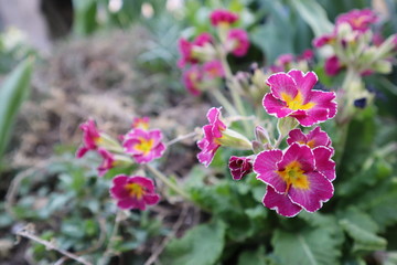 Pink primrose flowers (Primula vulgaris) in the garden