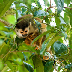 Squirrel monkey in tree, looking down