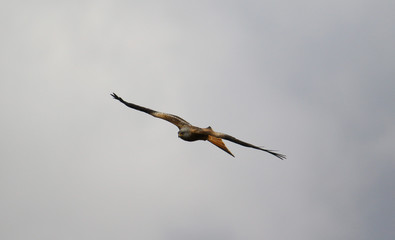 osprey in flight © Mariusz