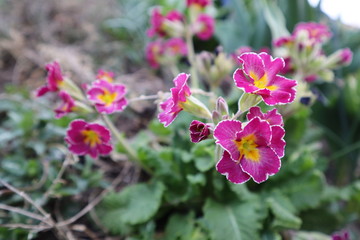 Pink primrose flowers (Primula vulgaris) in the garden