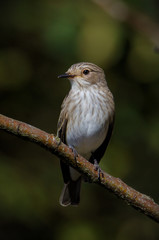 Front on shot of a Spotted Flycatcher, Muscicapa striata, perched on a branch looking for insects. Taken at Stanpit March UK