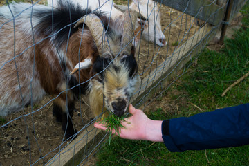 Little goats eat and play on the farm.