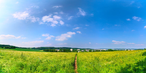 Green field with plants and country road