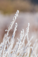 frost on the grass , winter morning