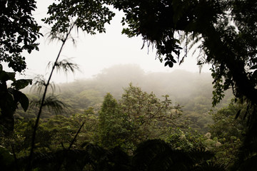 morning in the cloud forest, monteverde, costa rica