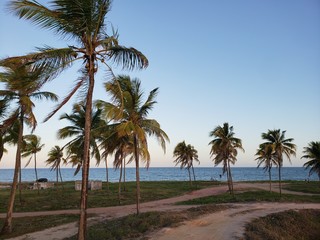 Fototapeta na wymiar coqueiros na praia paradisíaca