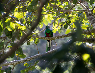 Resplendent Quetzal in wild, close-up