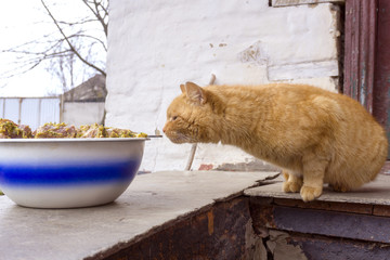 Foxy red cat trying to bite piece of barbeque meat from bowl near him. Smelling food.