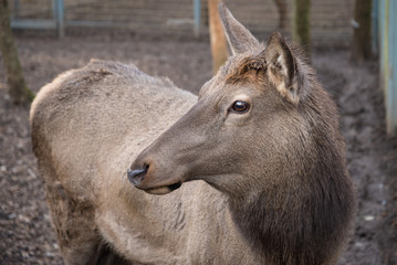 The maral is a true East Asian deer. Subspecies of red deer in the Altai mountains.