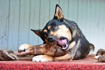 a large dog gnaws at a cow's hoof with pleasure.