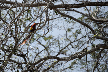 Scarlet macaw in tree
