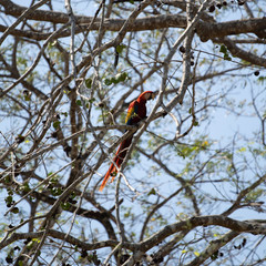 Scarlet macaw in tree