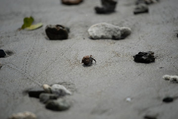 Fototapeta na wymiar small hermit crab, costa rica