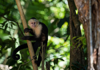 Capuchin monkey holding on to branch