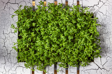 Young cress salad microgreen sprouts top view closeup. Lepidium sativum, edible herb.